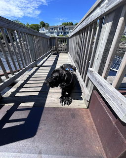Black Dog on Wooden Deck