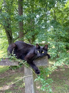 Black cat with green eyes resting on a wooden post in a forest setting