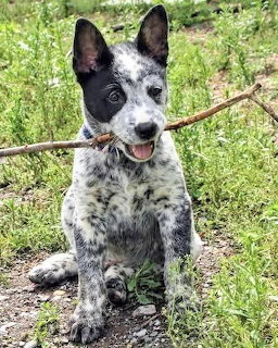 Blue speckled Australian Cattle Dog puppy sitting with stick in mouth outdoors