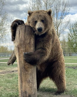 Brown bear standing outdoors and hugging a tall wooden post