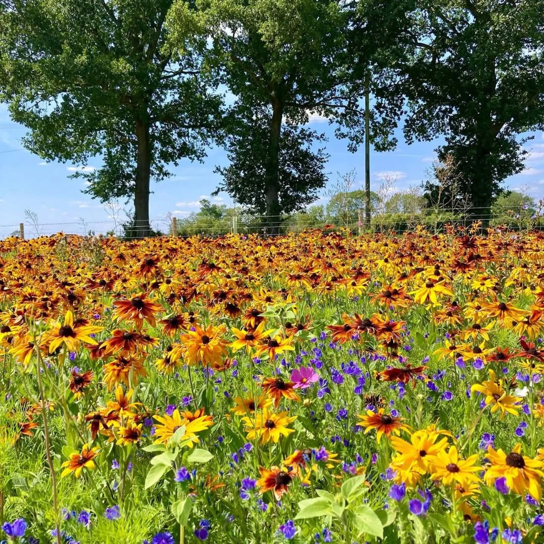 Yellow and purple wildflowers in a sunny meadow beneath tall trees