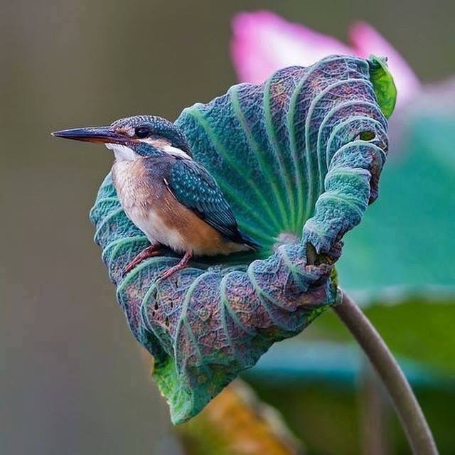 Kingfisher on Lotus Pod