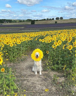 White dog sitting in a dirt path surrounded by yellow sunflowers under blue sky