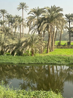 Nile Palm Trees Egypt