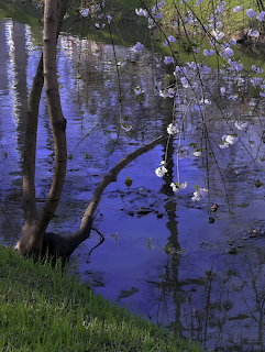 White cherry blossoms over a blue pond reflecting trees with green grass on the bank