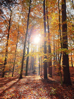 Sunbeams filtering through autumn trees with orange and yellow leaves in a forest