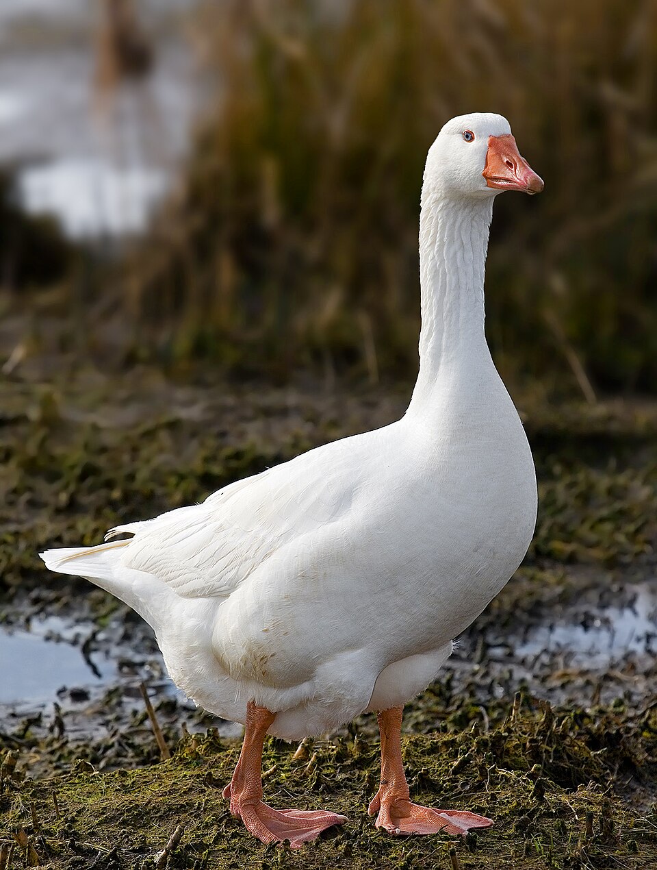 White domestic goose standing near a pond with dried grass in the background