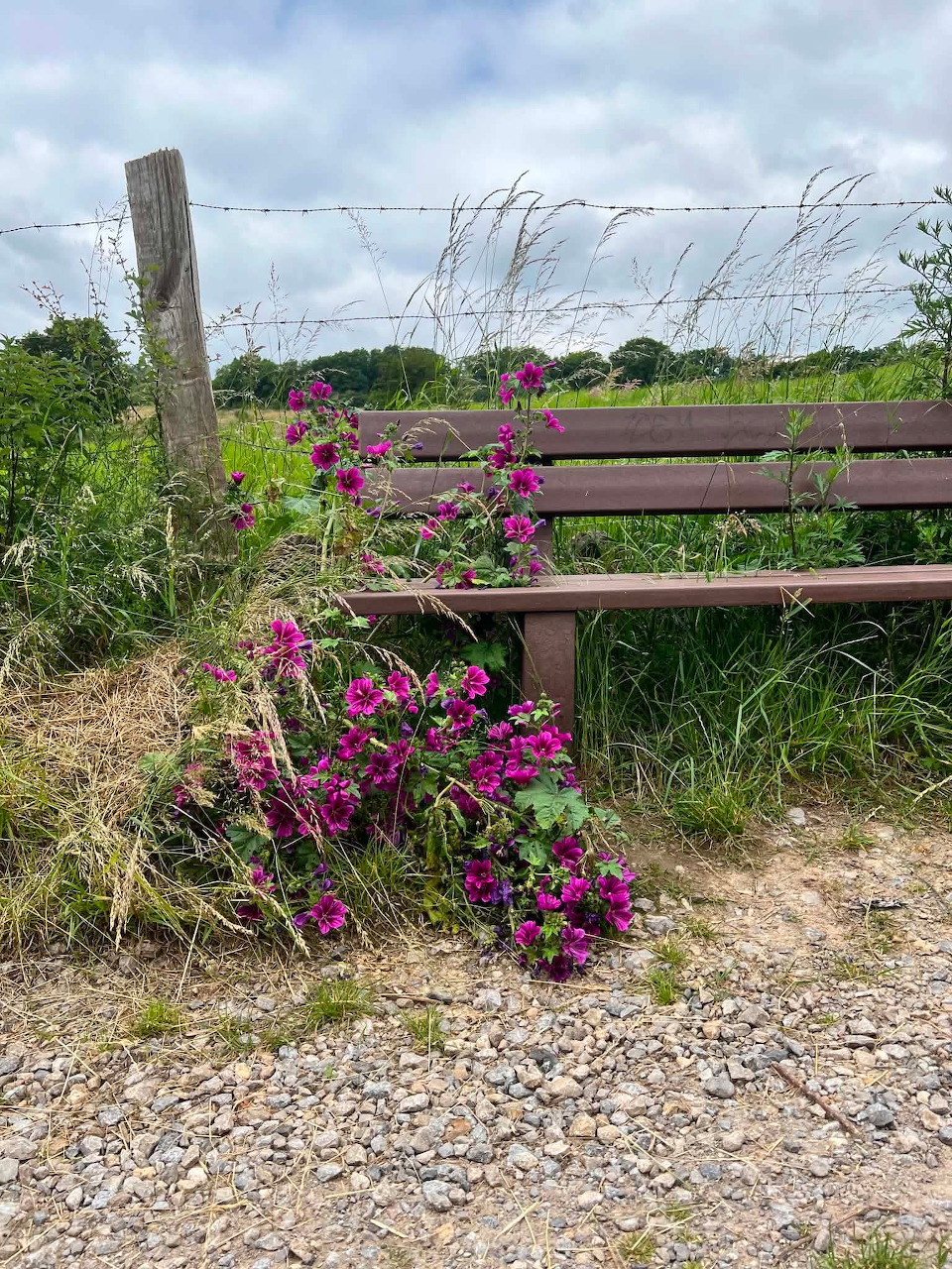 Wooden bench next to magenta wildflowers and a wire fence along a gravel path in a green rural landscape