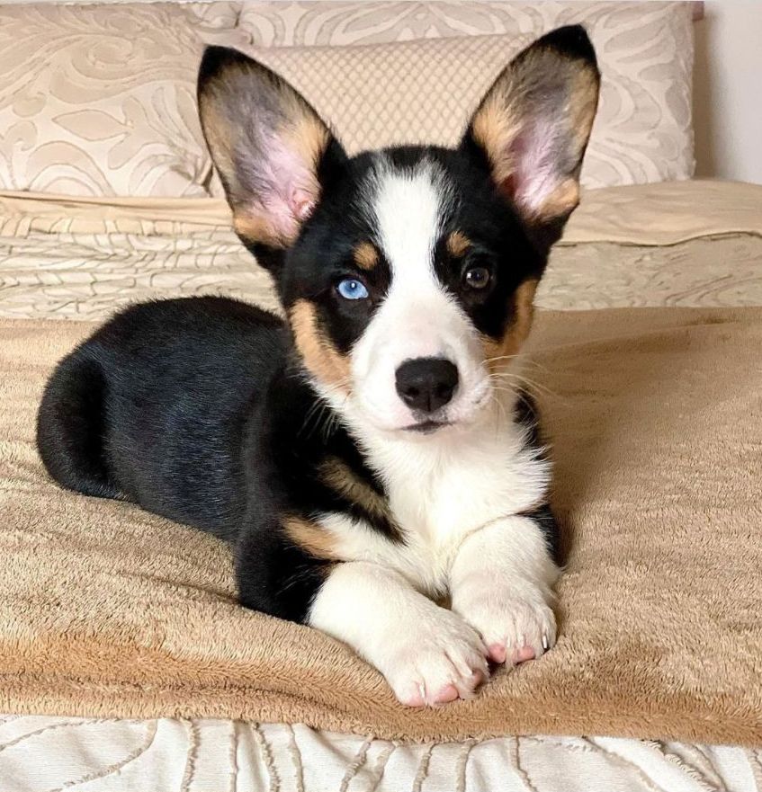 Tricolor Corgi Puppy