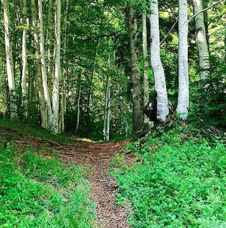 Narrow forest path through tall trees and green undergrowth