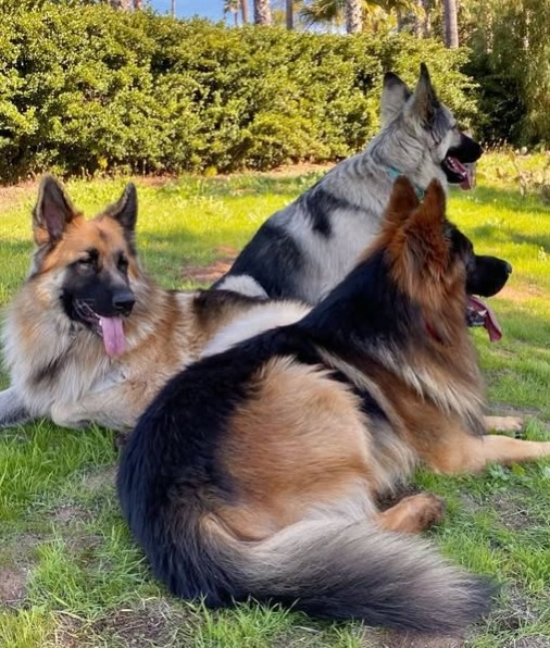 Three German Shepherd dogs lying on grass in a sunny garden