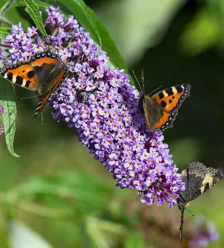 Purple butterfly bush flowers blooming with green leaves