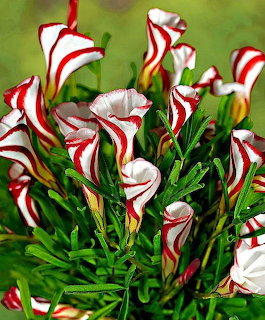 Red and white striped trumpet-shaped flowers with green leaves in garden setting
