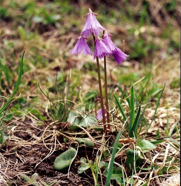 Purple soldanelle flower with fringed petals on thin stem growing among pine needles and grass