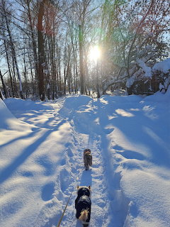 Winter Forest Dog Walk