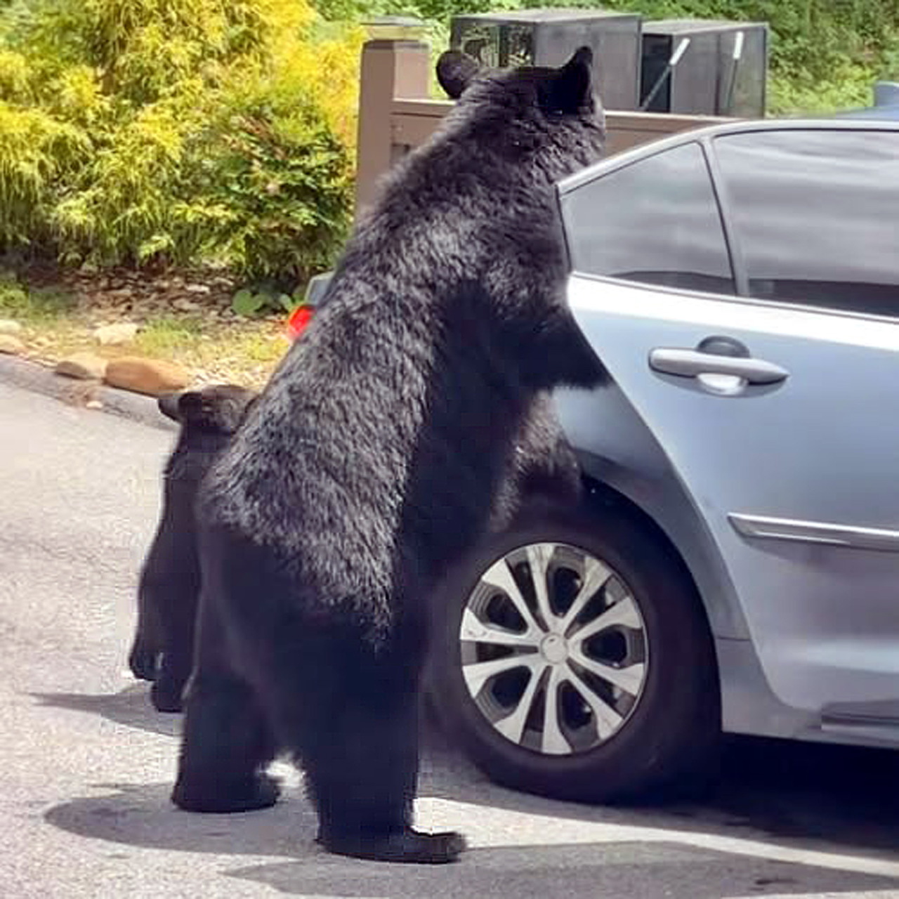 Black bear standing beside a silver car with a cub nearby