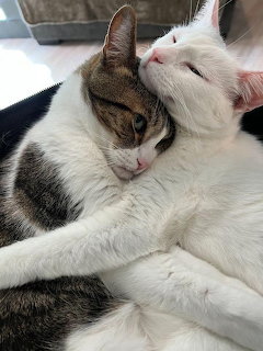 Two Cats Cuddling Together