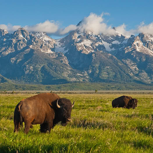 Bison in Tetons