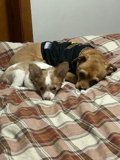 Two small dogs resting together on a plaid bed indoors
