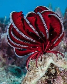 Red feather star crinoid with delicate feathery arms on coral reef underwater