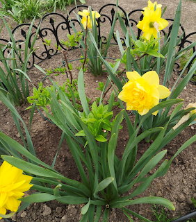 Yellow daffodils growing in a garden bed beside a black wrought iron border