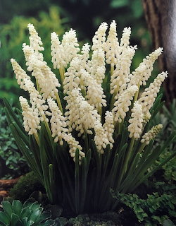 White Grape Hyacinths