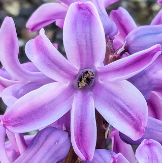 Pink Hyacinth Flower Closeup