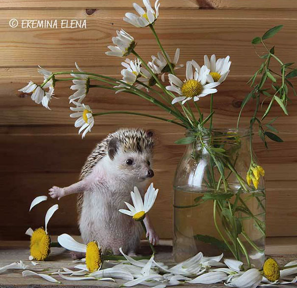 Small hedgehog beside a glass jar of chamomile flowers on a wooden table with scattered petals