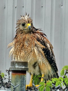 Wet Hawk Perched