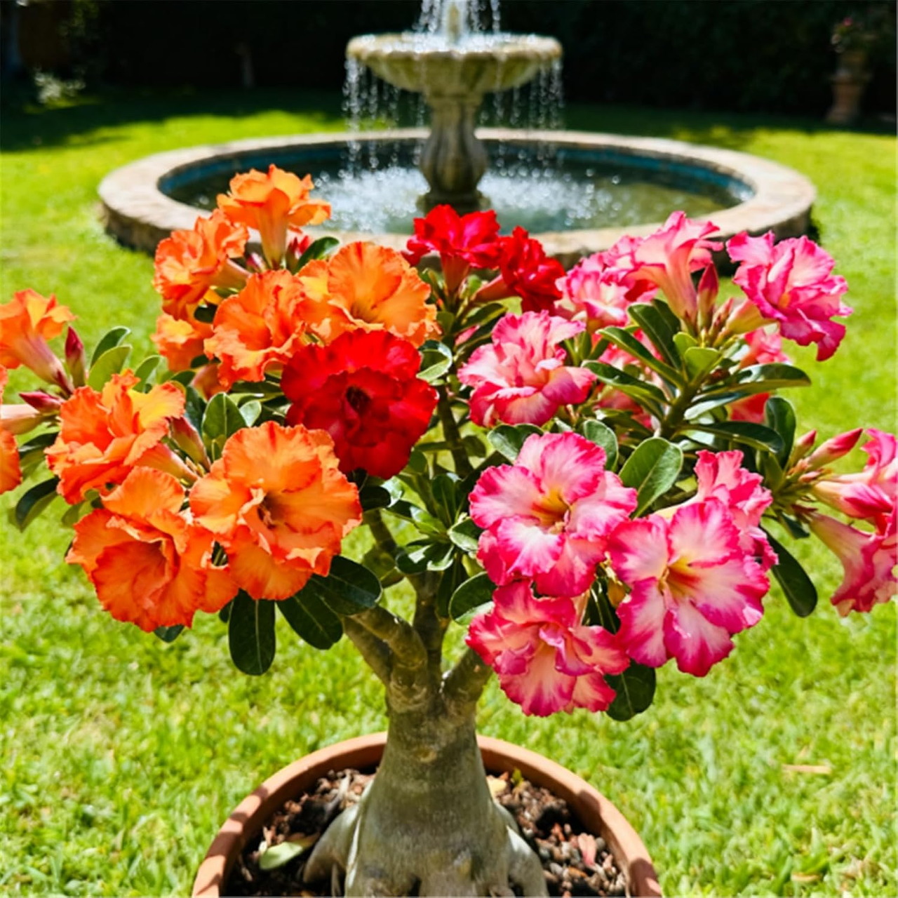 Desert Rose Bonsai Bloom