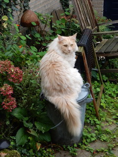 Pepper Maine Coon Cat