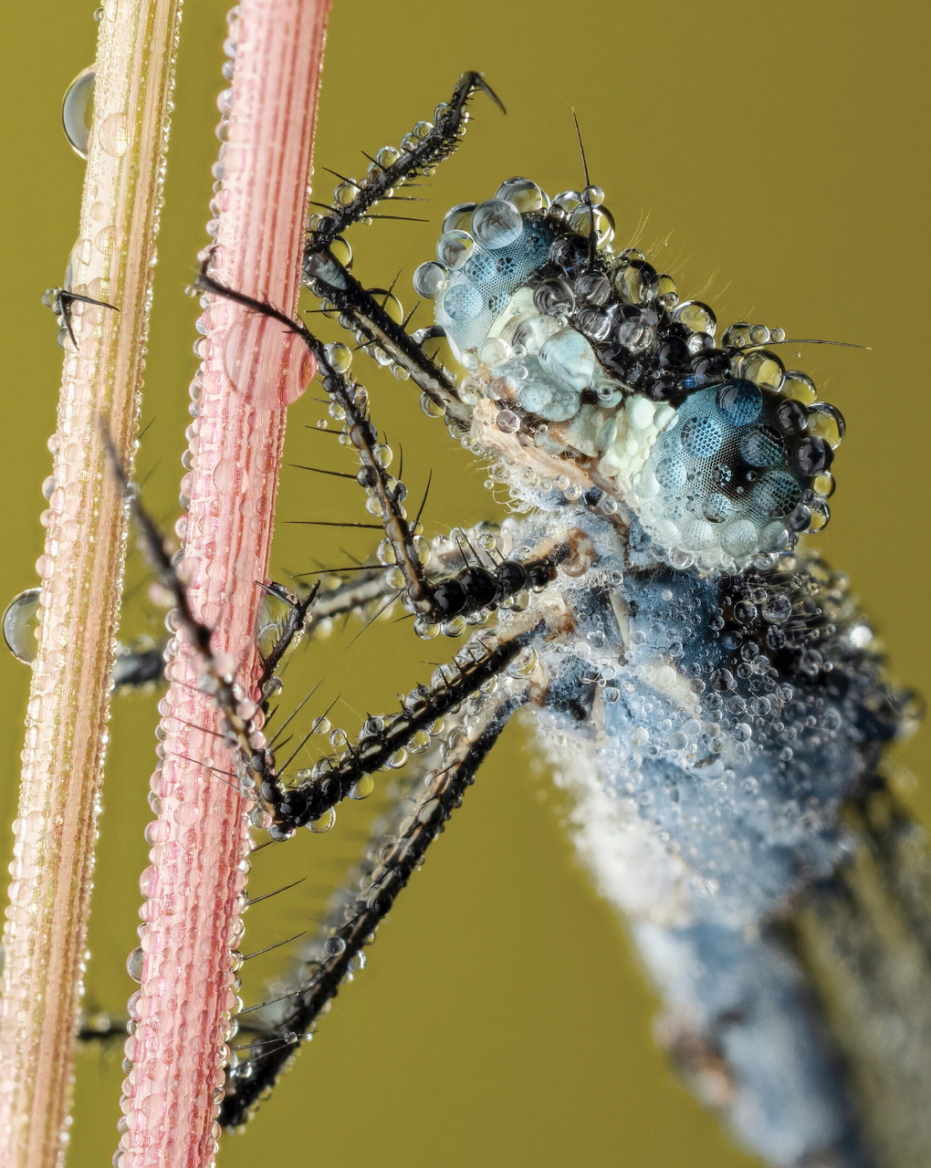 Dew-Covered Damselfly Closeup