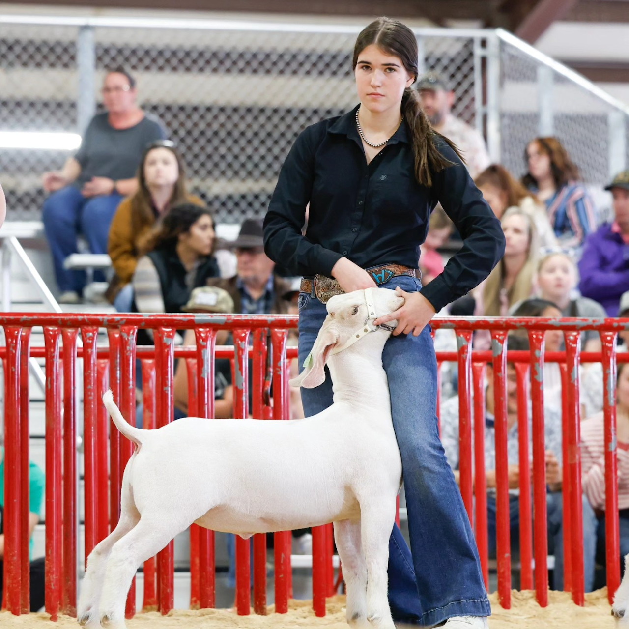 Teen girl in black shirt and jeans showing white goat in livestock show ring with red panels and crowd behind