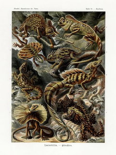 Vintage scientific illustration plate showing multiple species of lizards and reptiles in detailed black and white with color tints