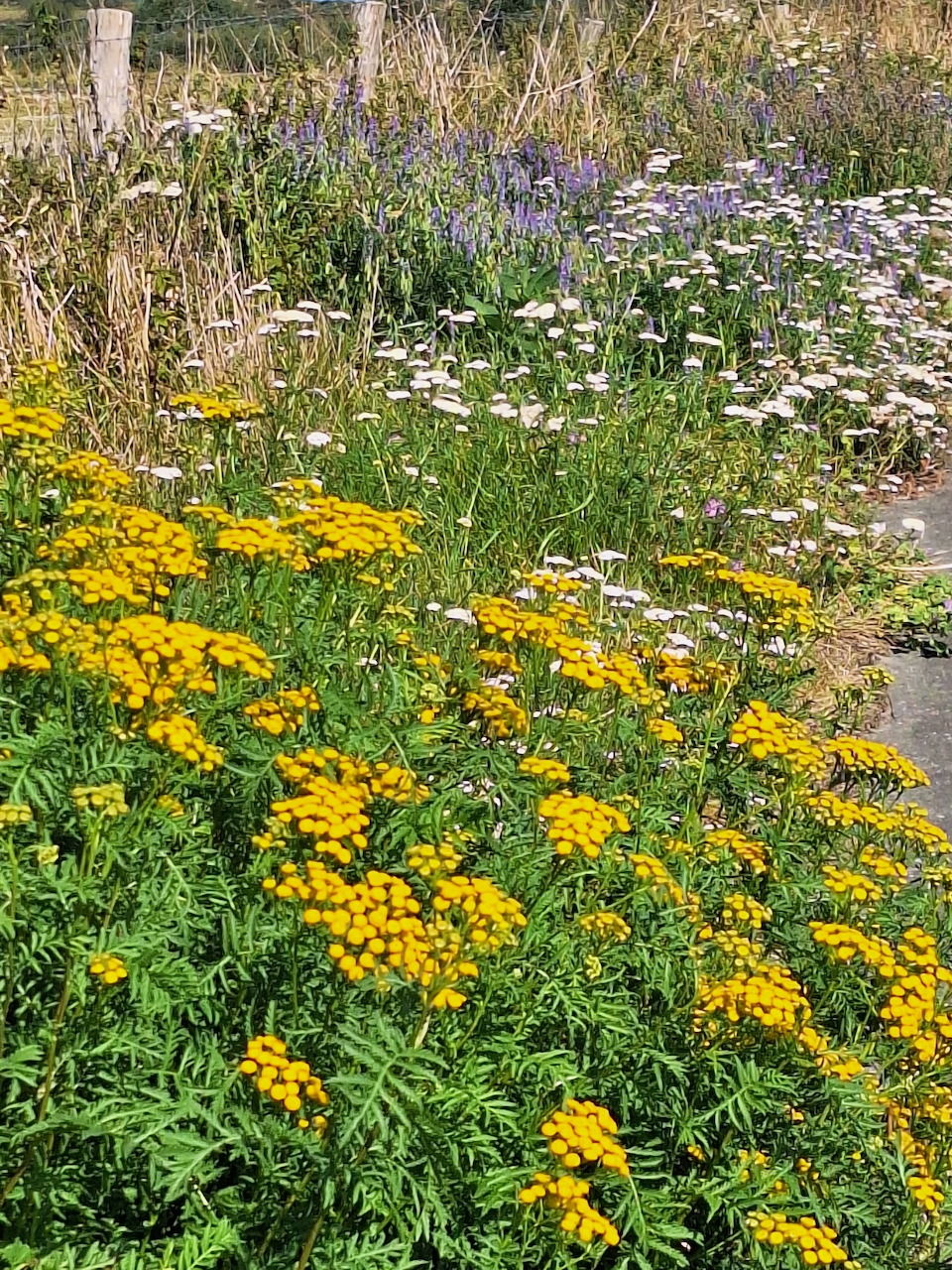Cluster of yellow tansy ragwort flowers with green leaves