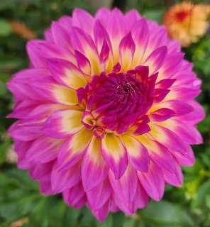 Close-up of a pink and yellow dahlia flower with multiple layered petals