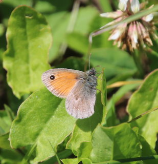 Orange and gray butterfly resting on vibrant green leaves in sunlight