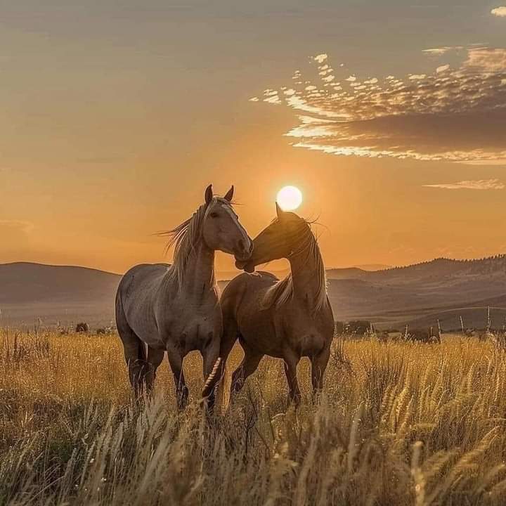 Two horses standing close together in a golden field at sunset with hills in the background