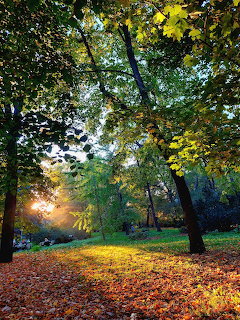 Sunlight streaming through autumn trees over a ground covered in colorful fallen leaves in a park