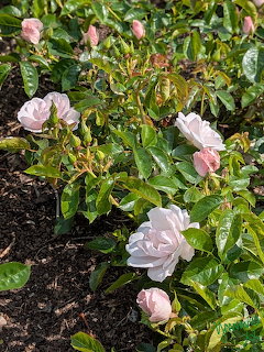 Pink and white roses bloming on a bush in a garden with dark mulch and green leaves
