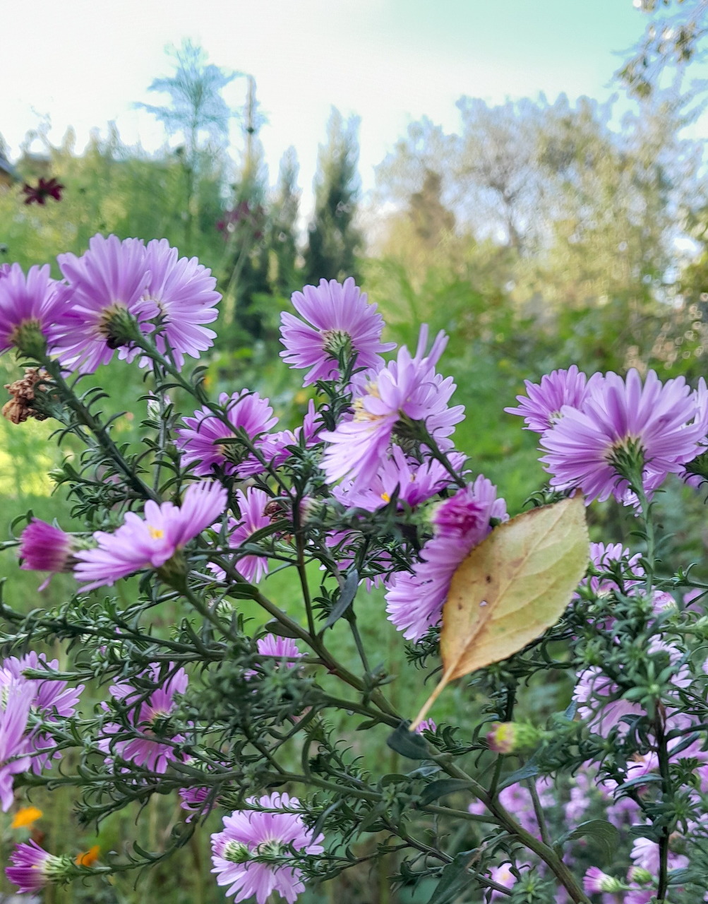 Purple Aster Flowers
