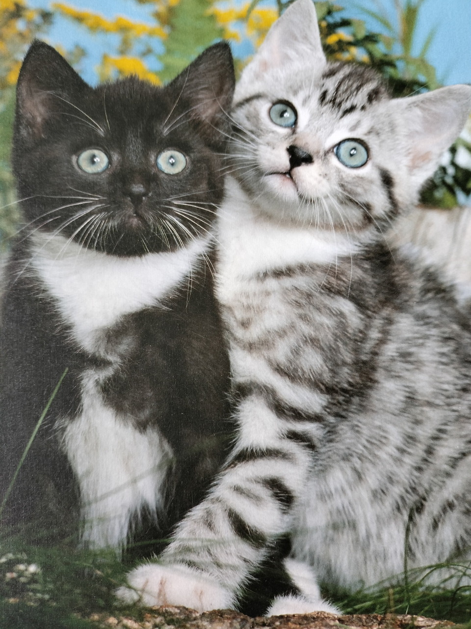 Two Kittens Outdoors