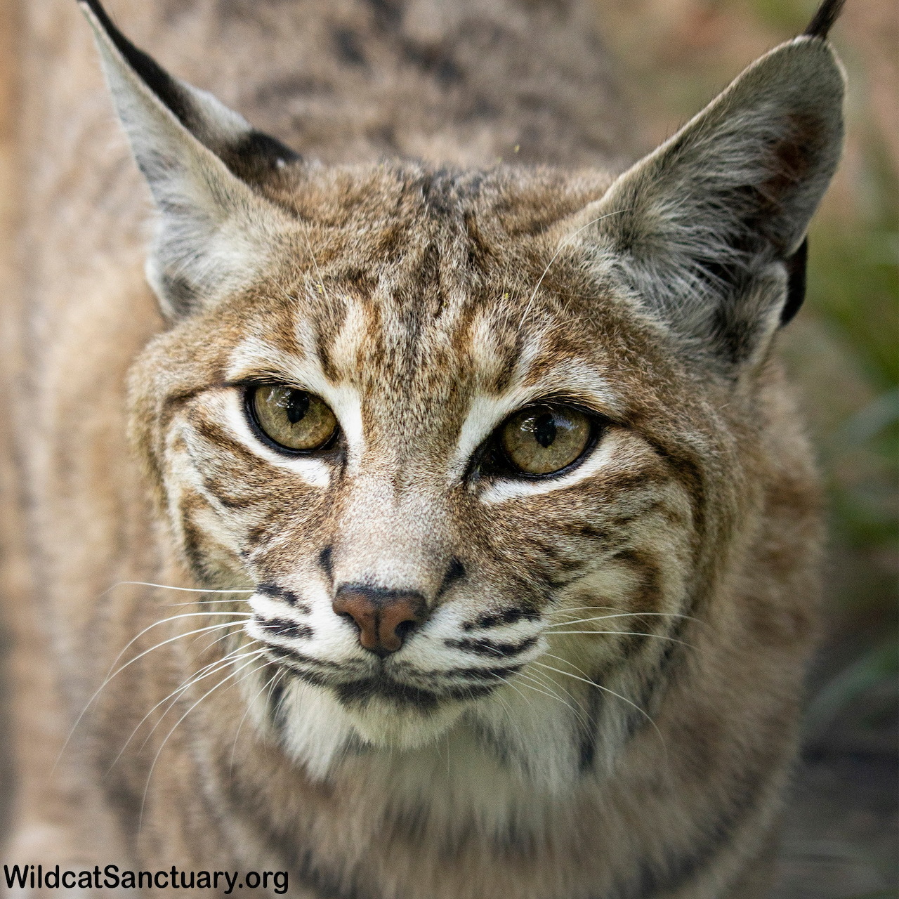 Close-up of a bobcat face showing tufted ears, spotted fur pattern, and piercing yellow-green eyes