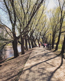 Brick walkway lined with tall buding trees along a river in a spring park setting