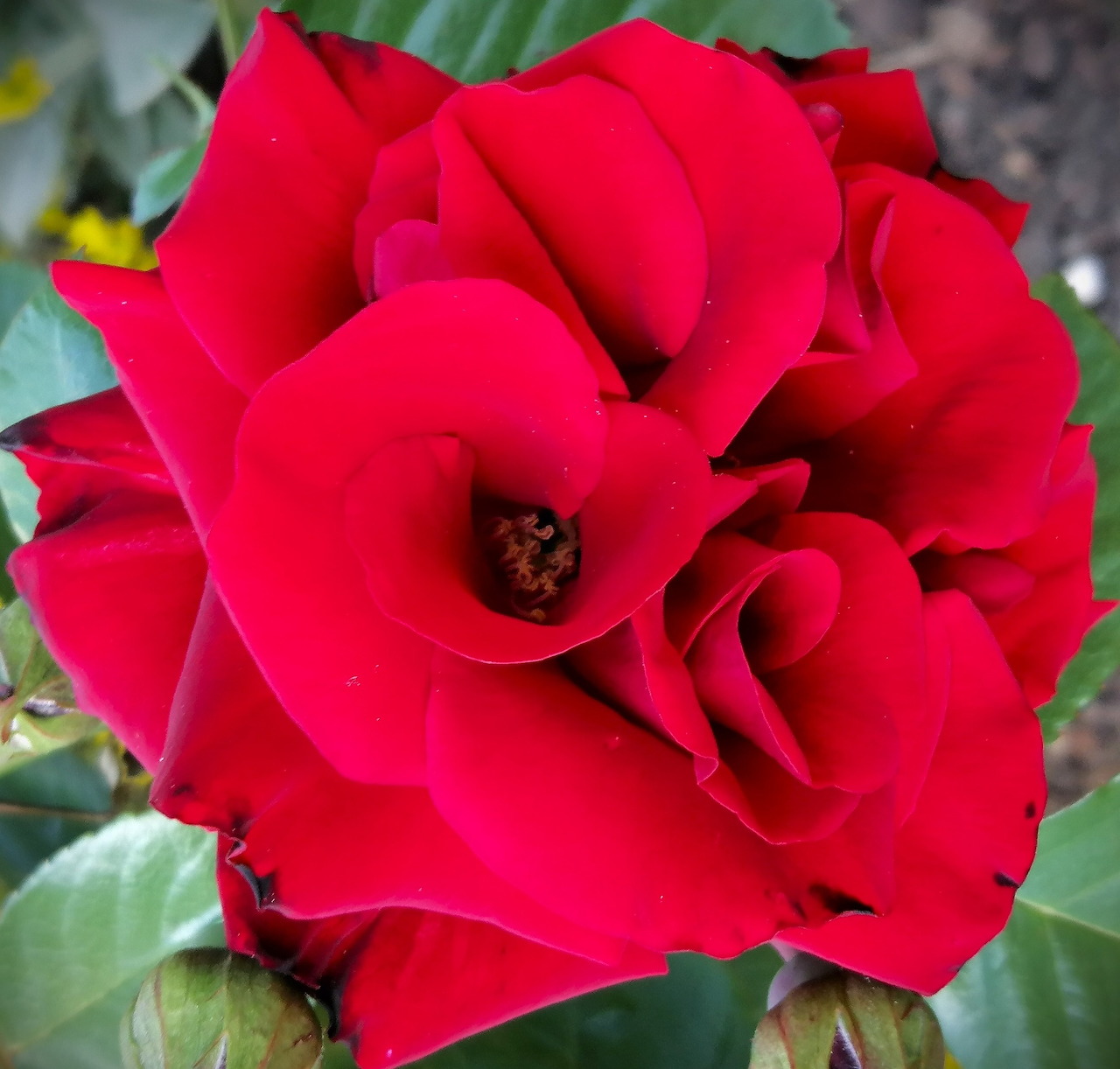 Close-up of a large red rose in full bloom with green leaves in the background