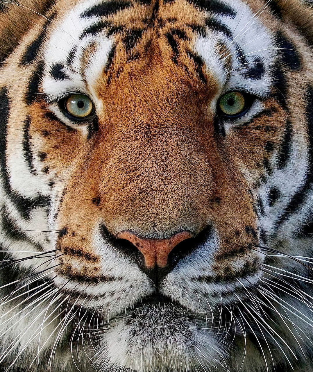 Close-up portrait of a tiger with green eyes, orange and black stripes, and white whiskers