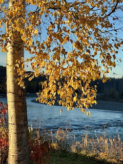 Birch tree with golden yellow autumn leaves hanging over a calm river with forested banks