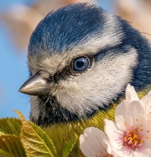 Beautiful Tit Bird