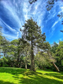Tall conifer tree in green garden under dramatic blue sky with wispy white clouds