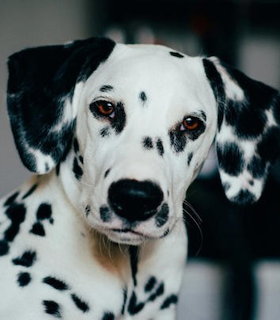 Portrait of a Dalmatian dog with black spots on white coat looking at camera